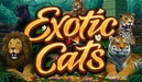 Exotic Cats